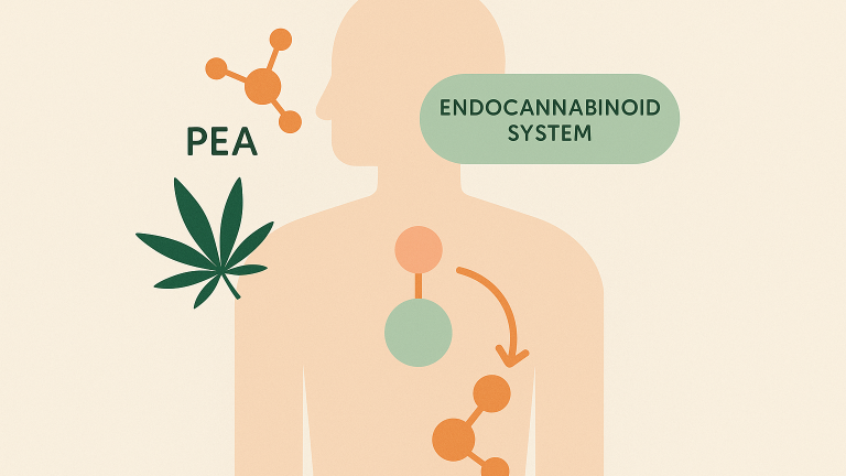 PEA and the Endocannabinoid System in Endometriosis